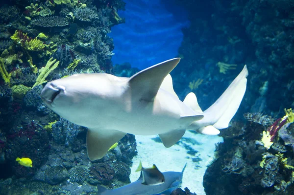 Macro tubarão — Fotografia de Stock