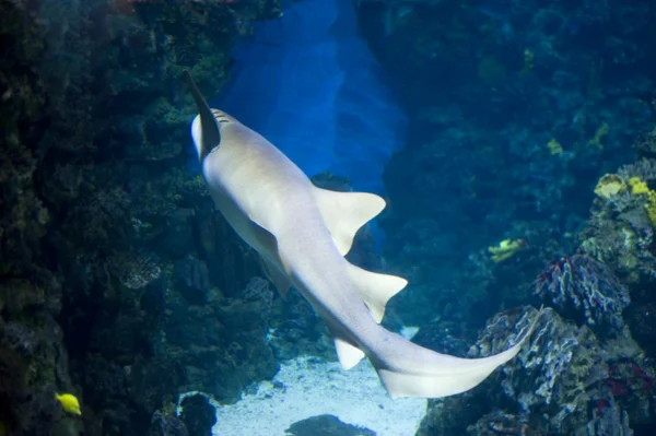 Velký žralok ve vodě zblízka — Stock fotografie