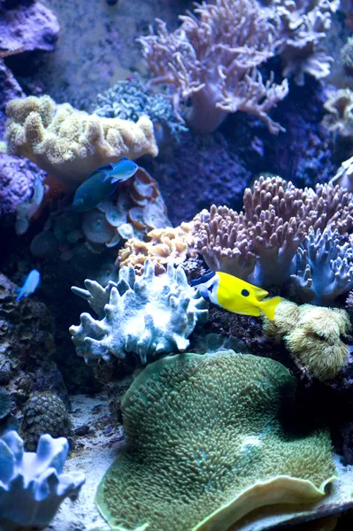 산호와 물고기 — 스톡 사진