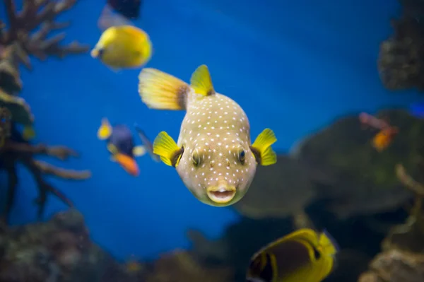 魚のマクロ — ストック写真