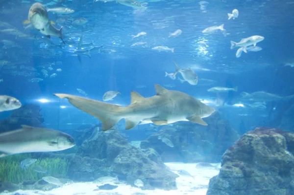 Haai in het water — Stockfoto