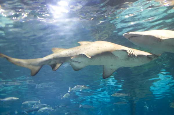 Haai in het water close-up — Stockfoto