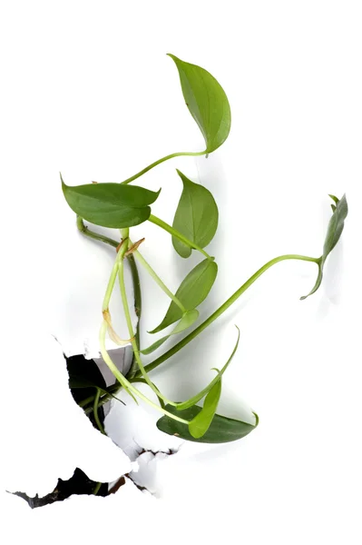 Kwiat na białym papierze — Zdjęcie stockowe