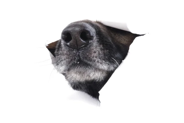 Munkorg hund — Stockfoto