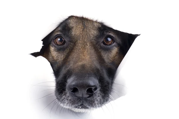 Muzzle dog close up — Stock Photo, Image