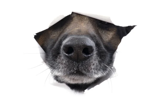 Muzzle dog on white — Stock Photo, Image