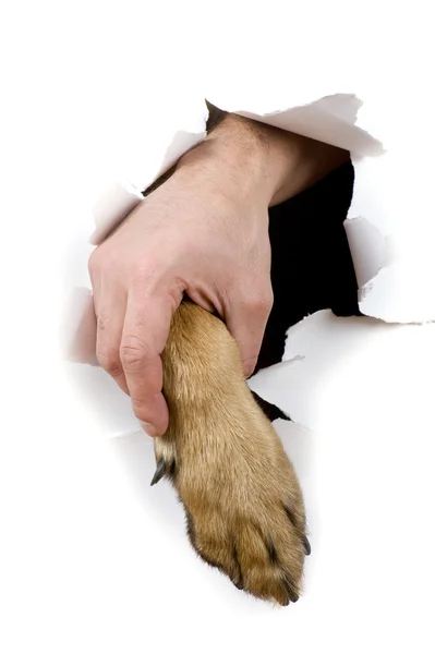 Hond en man hand — Stockfoto