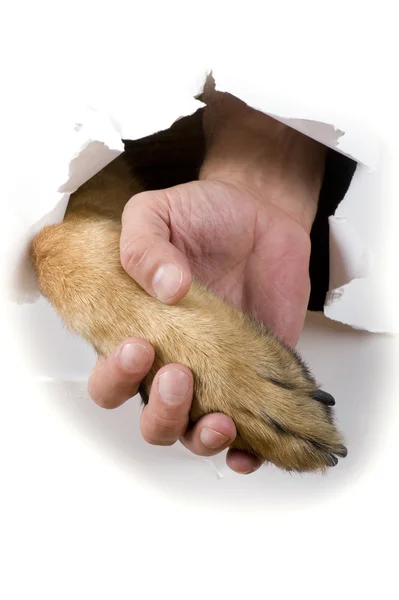 Kutya és az ember kezét közelről — Stock Fotó