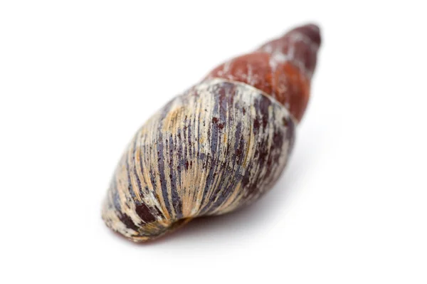 Object White Seashell Close — Stock Photo, Image