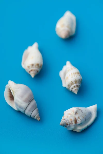 Seashell on blue — Stock Photo, Image