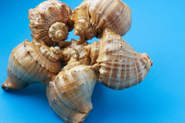 Object Blue Seashell Close — Stock Photo, Image