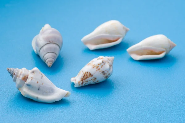Seashell on blue close up — Stock Photo, Image
