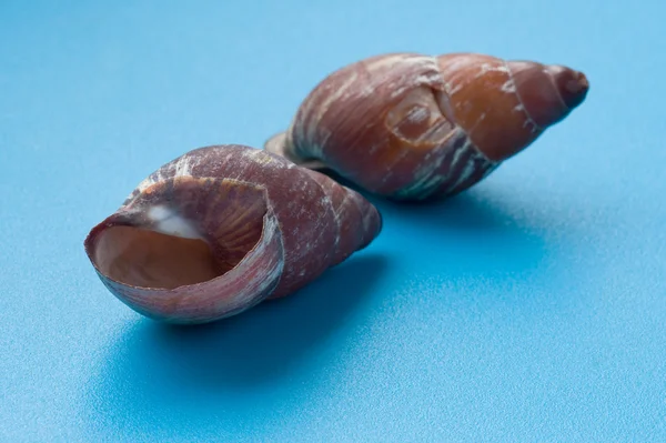 Object Blue Seashell Close — Stock Photo, Image