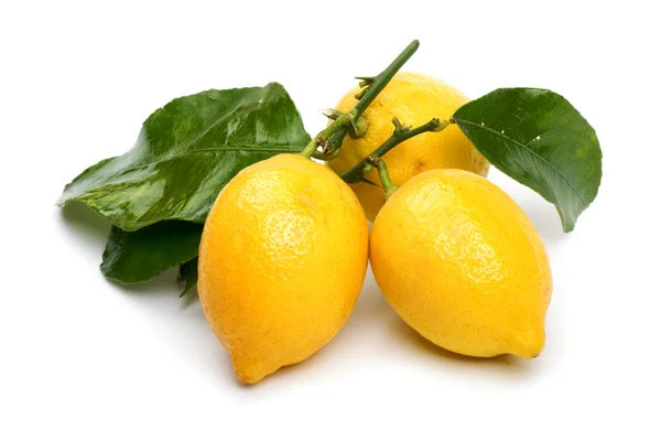 白柠檬关门 — 图库照片