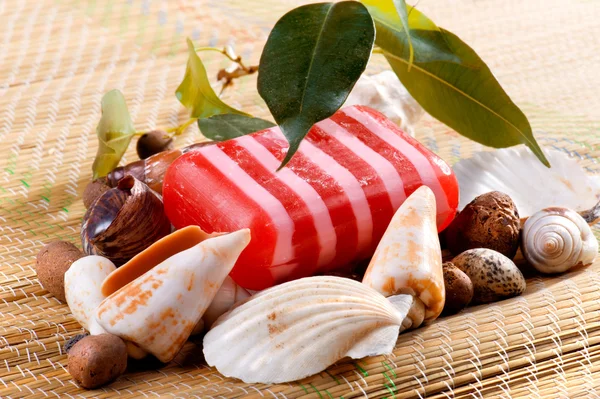Soap with seashells close up — Stock Photo, Image
