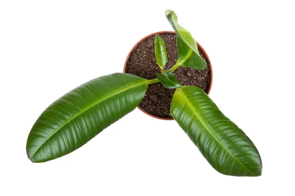 Planta de borracha — Fotografia de Stock