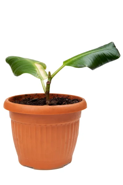 Резиновое растение — стоковое фото
