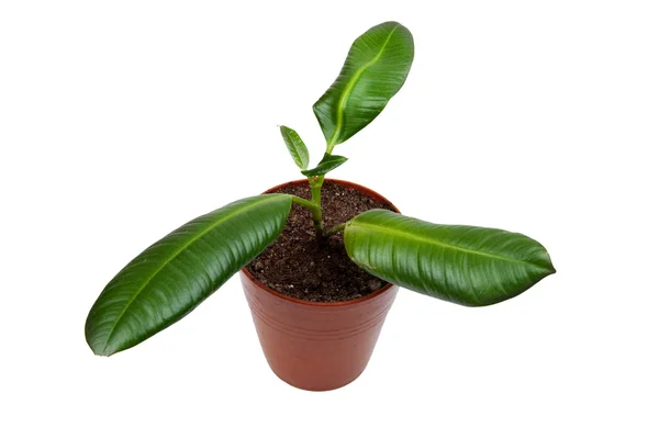 白い背景の上のゴム製植物 — ストック写真