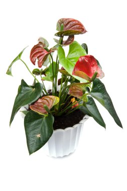 Anthurium op witte achtergrond