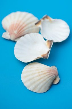 dekor seashell