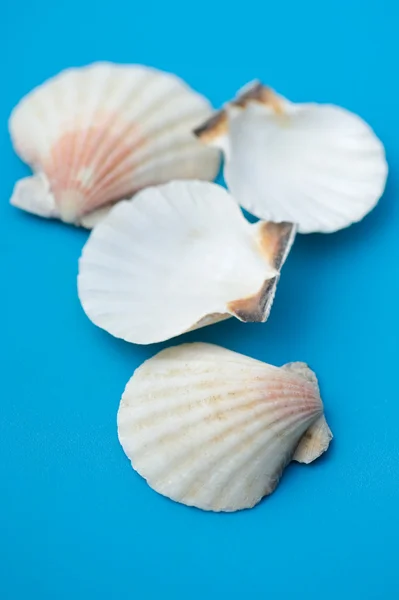 Декор seashell — стокове фото