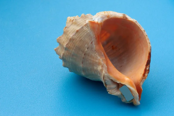 Decor seashell close up — Stock Photo, Image