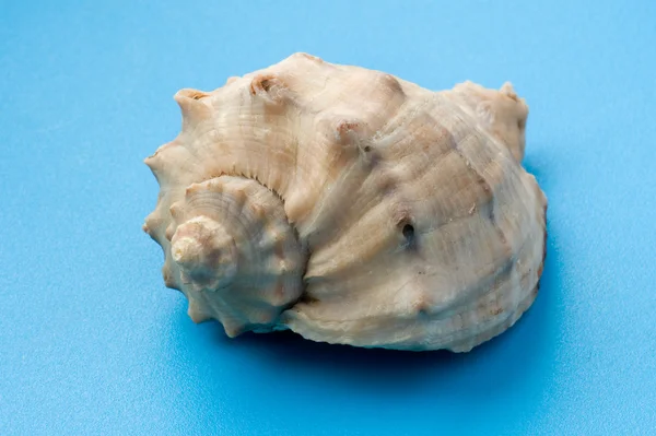 Διακόσμηση seashell μακροεντολή — Φωτογραφία Αρχείου
