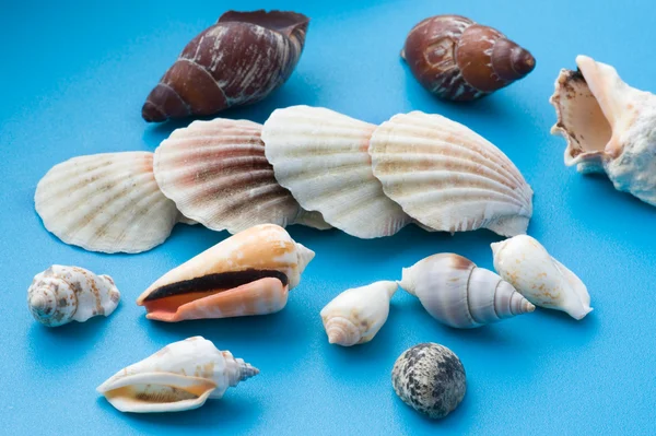 Decor seashell on blue — Stock Photo, Image