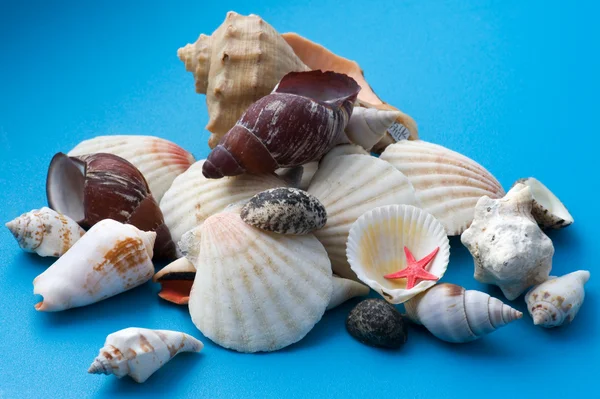 Decor seashell on blue close up — Stock Photo, Image