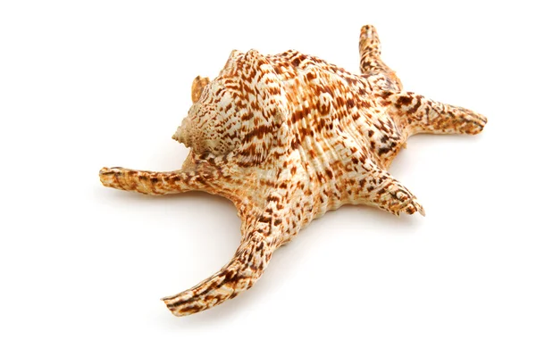 Marine seashell — Stock Photo, Image