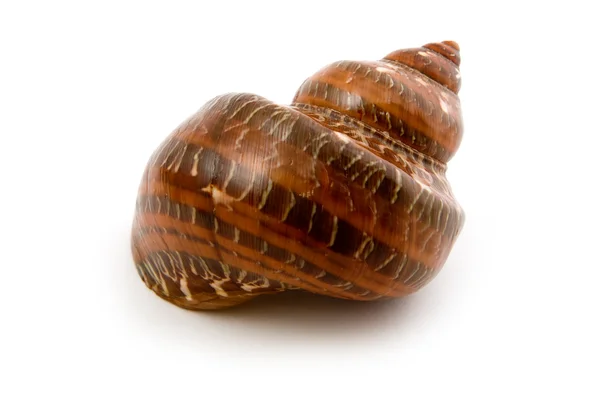 Η seashell Marine κοντινό πλάνο — Φωτογραφία Αρχείου