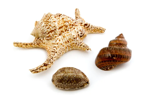 Marine seashell on white — Stock Photo, Image