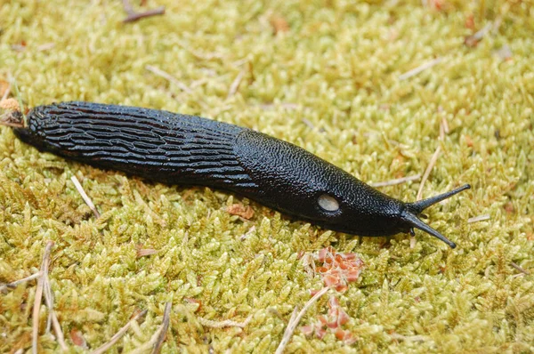 Black slug — Stock Photo, Image