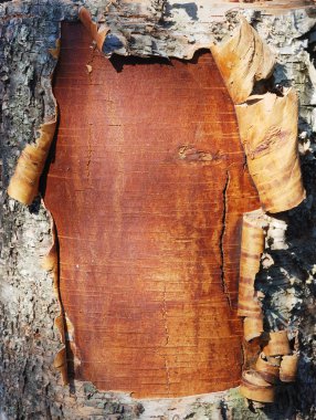 Bark of a birch tree clipart