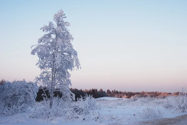 Одинокие деревья, покрытые зимним снегом — стоковое фото