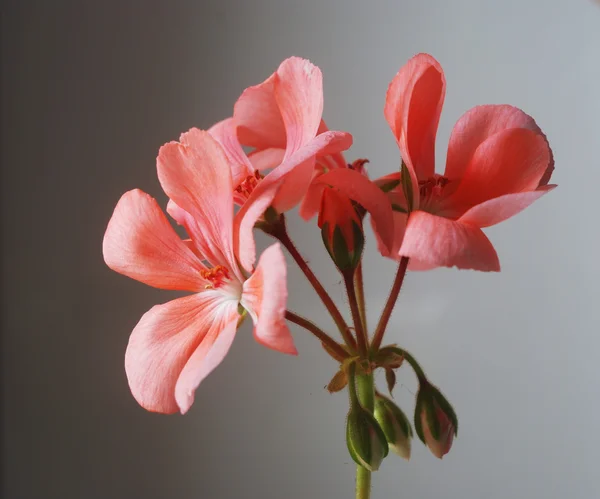 Lähikuva Punaisesta Geraniumista Valkoisella — kuvapankkivalokuva
