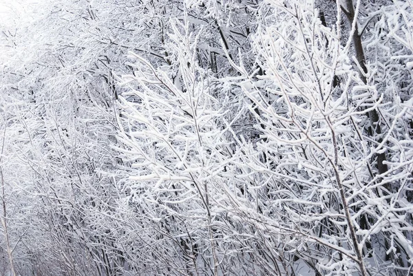 雪地里的树 — 图库照片