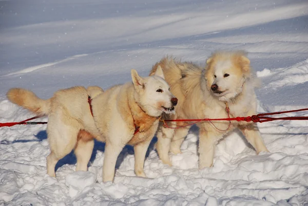 Dois Huskies siberianos — Fotografia de Stock