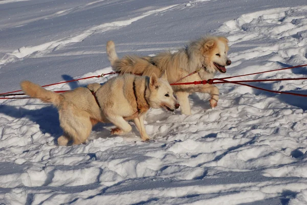 Två siberian huskies — Stockfoto