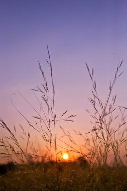 Sunrise dalgalı çimenlerin üzerinde