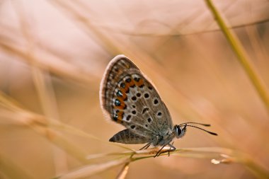 Lycaena helle