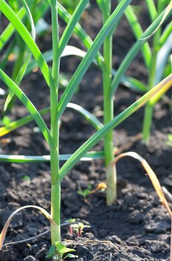 sarımsak kaynaklanıyor