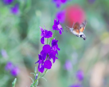 Macroglossum stellatarum