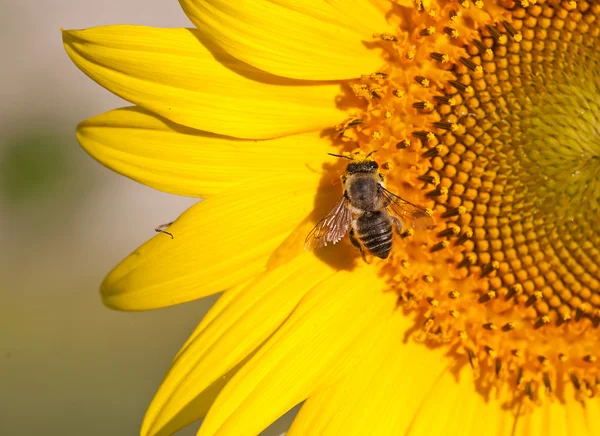 Ett bi på en gul solros — Stockfoto