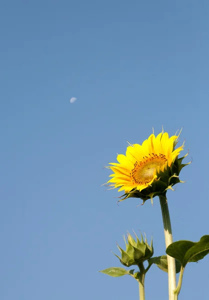 Sonnenblume gegen blauen Himmel — Stockfoto