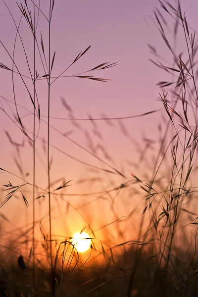 Восход солнца над волнистой травой — стоковое фото