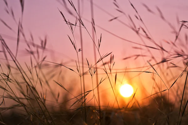 Восход солнца над волнистой травой — стоковое фото