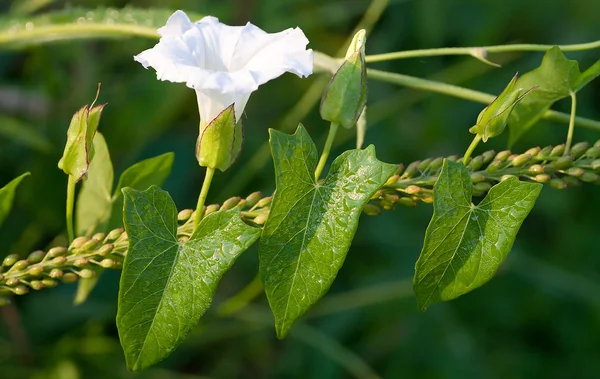 Fiore bianco e rugiada sulle foglie verdi — Foto Stock