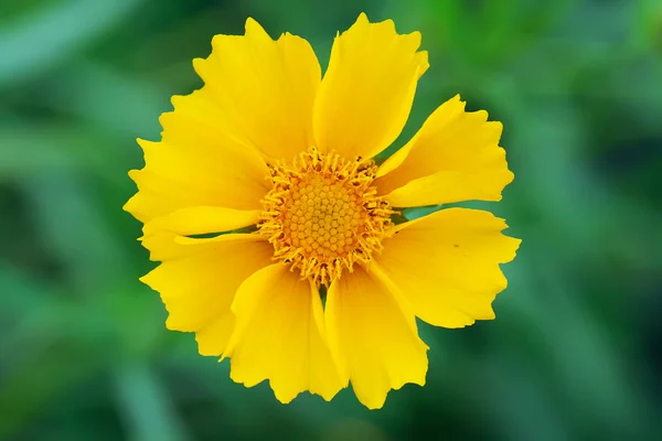 Leuchtend gelbe Blüte — Stockfoto