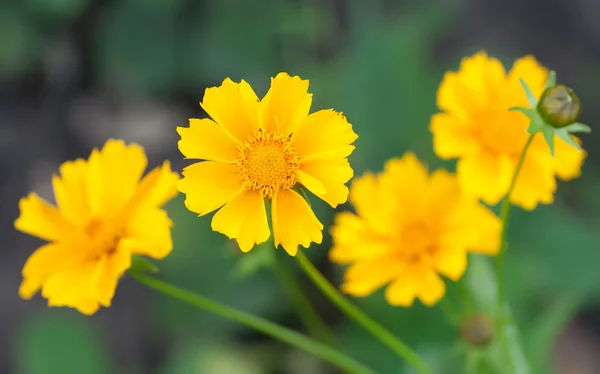 Leuchtend gelbe Blüten — Stockfoto